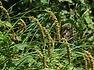 산괭이사초(Cyperaceae 사초과)  