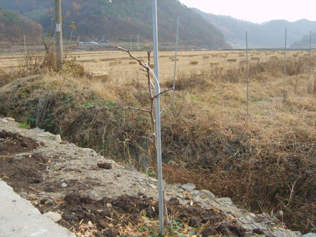 조은농원 이미지