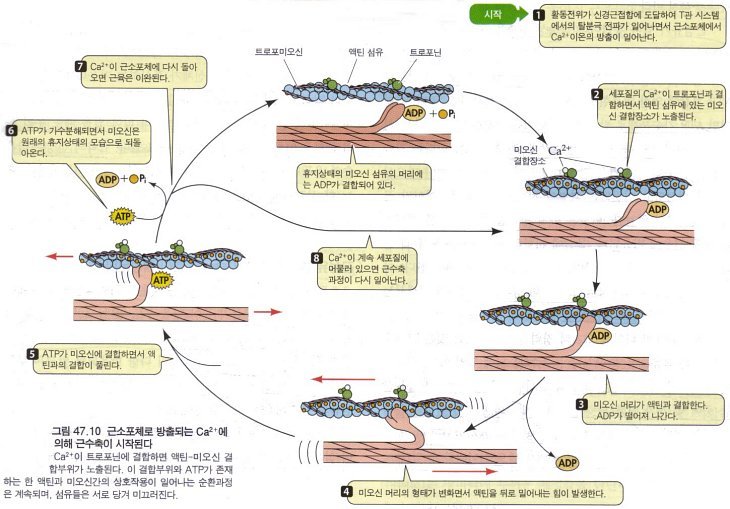 액틴 이미지