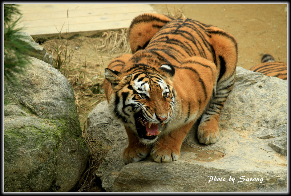 야생은 살아있다(대전 오월드)