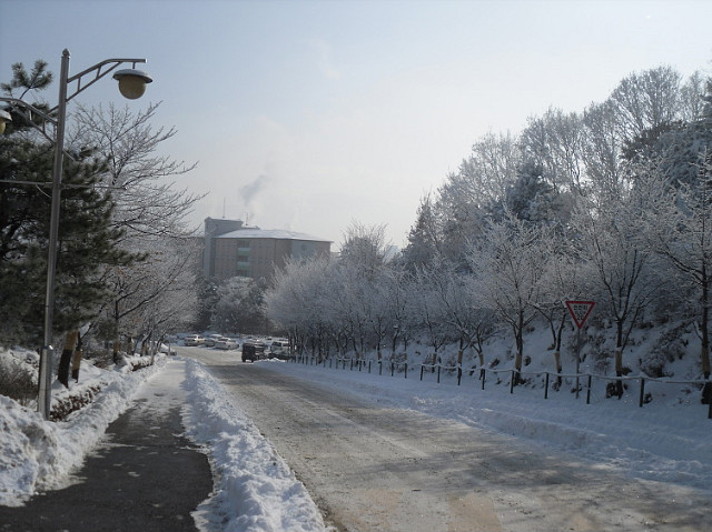 2010년 1월 6일 상고대가 활짝 핀 한림대학교
