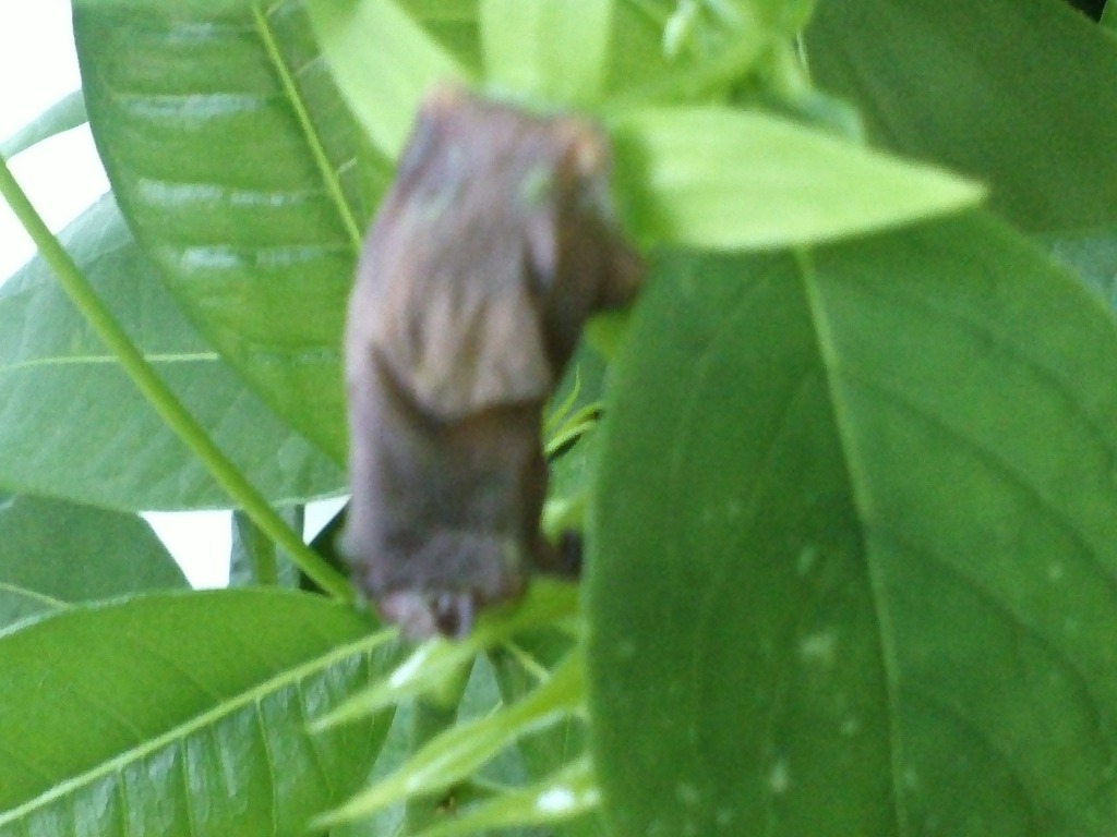 더덕꽃이 피었습니다
