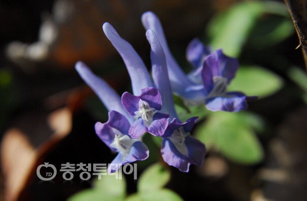 현호색 이미지