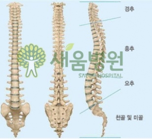 바른척추 이미지