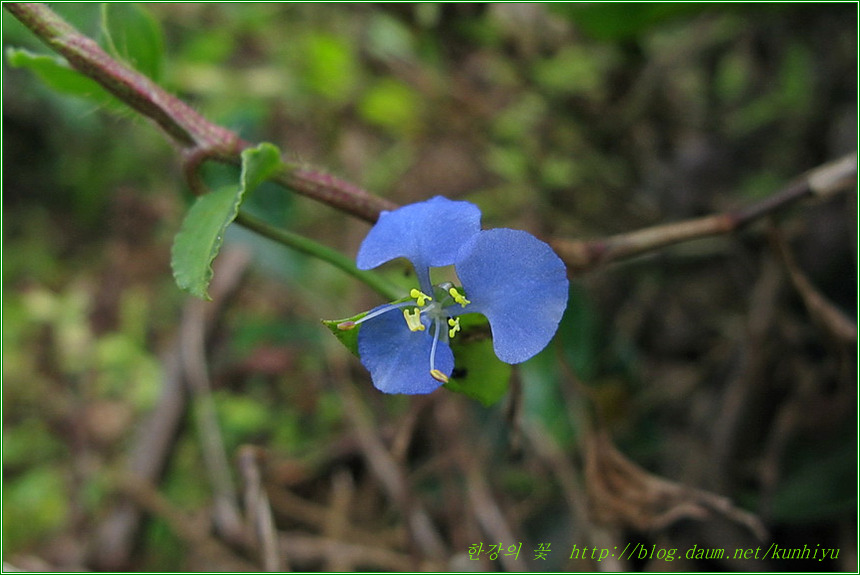 Tropical spiderwort-한강의 꽃