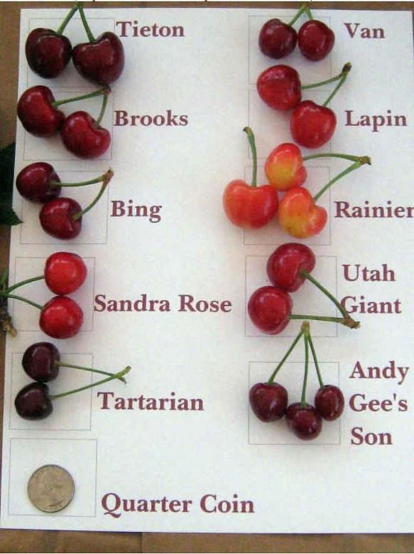 Chart Types Of Cherry