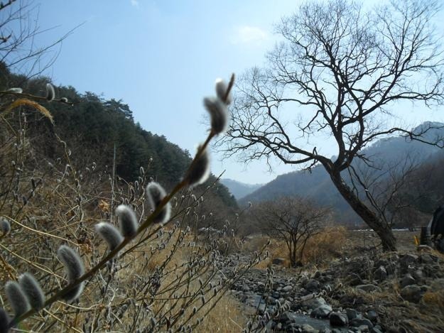 버들식품 이미지