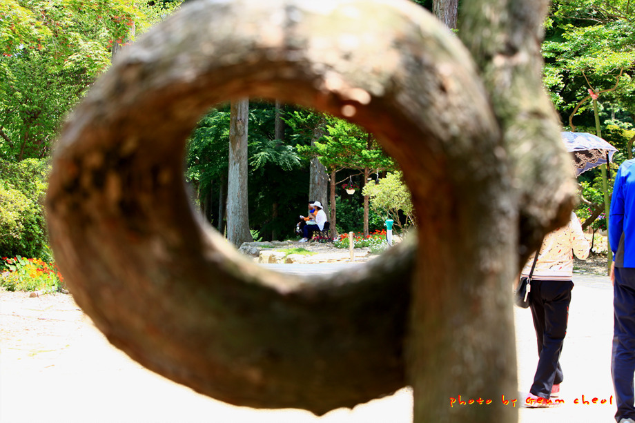 보성다원..2015.05.24