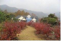 소고배 이미지