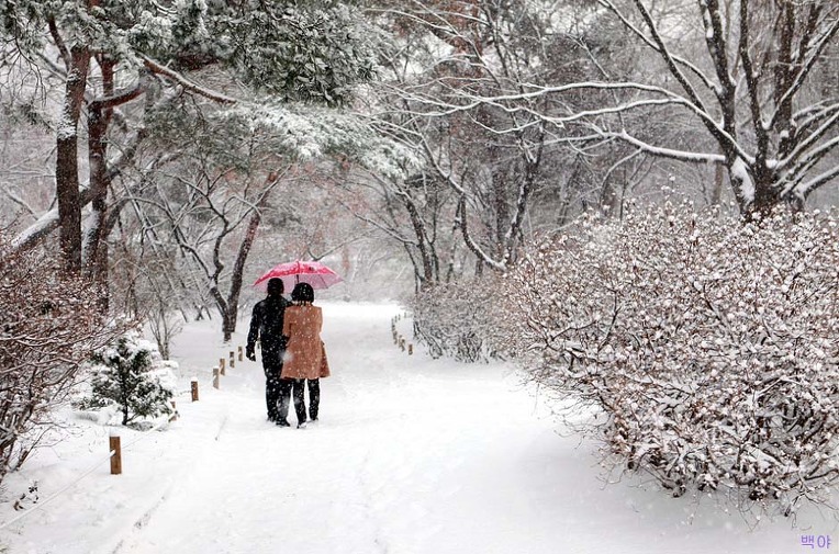 백야 이미지