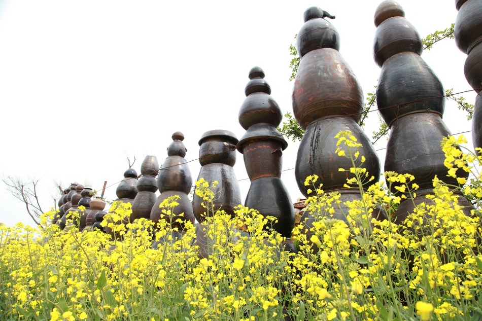 소 쟁기질이 있는 영광 지내들의 보리밭/영광 찰보리문화축제