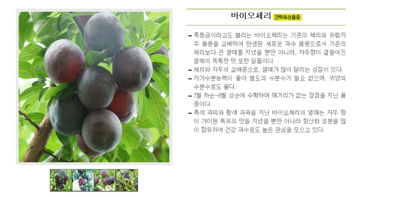  체리나무 