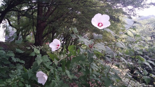 소양강수목원 이미지