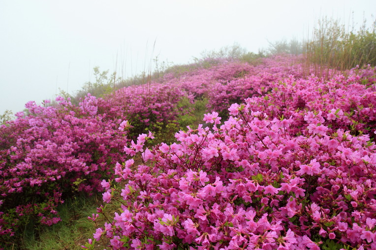 * 지리산 바래봉 산행기 