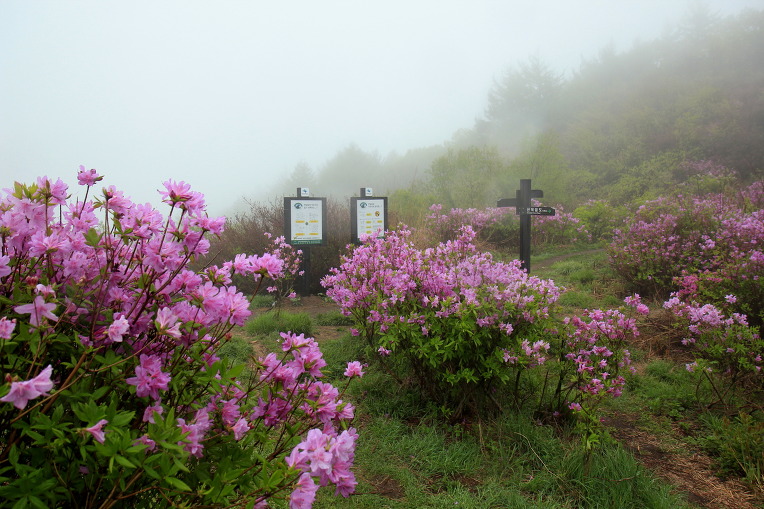* 지리산 바래봉 산행기 