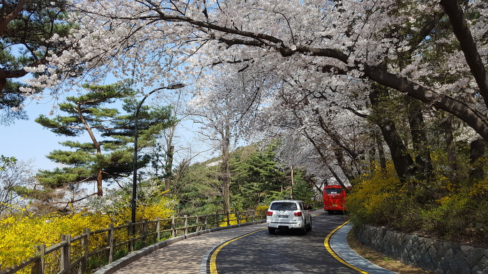 중구회현센타 스트레칭회원과함께 남산 꽃길을 걷다.