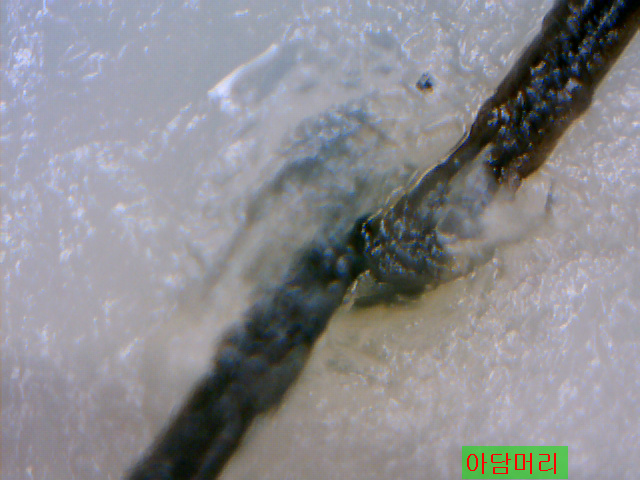 정품 헤나염색 구입 정보 ,   아담머리정보