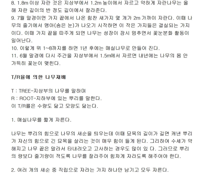 매실나무 묘목 만들기[펌]