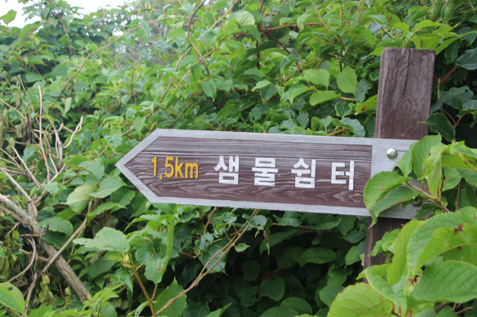 함백산 여름산행(16.7.31/토) 야생화와 멋진 주목을 보면서 더위를 날려 보내다