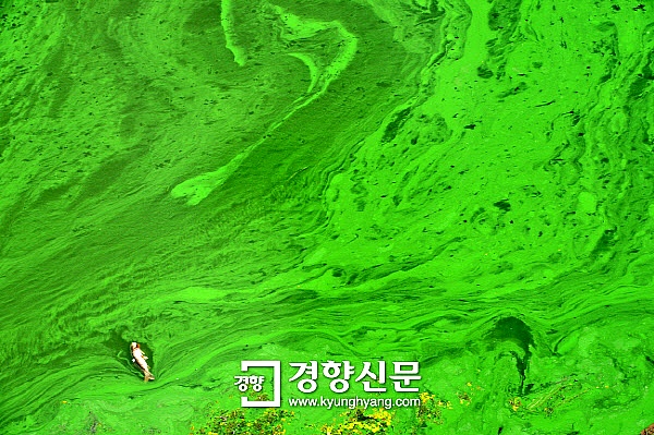 [공화국을 묻다-하승수]“우리의 삶, 우리가 결정해야 민주공화국” / 경향신문