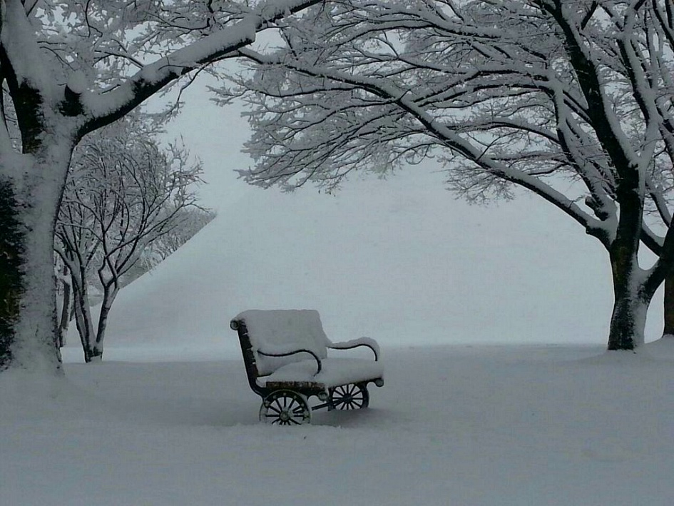 동백 이미지