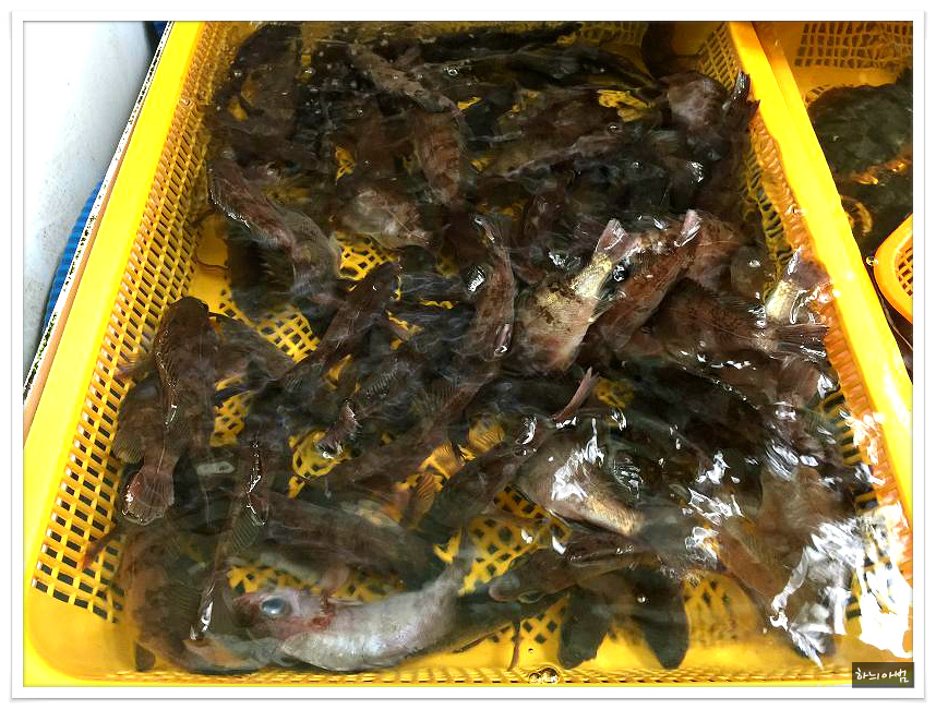 <통영/중앙시장>뽈락구이,병어돔회,멍게비빔밥,갑오징어찜,도다리지리탕..태웅관 - 전북/전주 지역 추천맛집 태웅관 후기