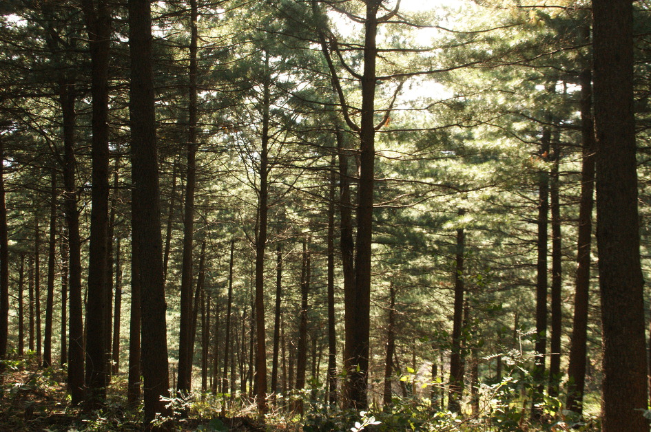 석룡산과 조무락계곡(15. 9.12)에서 숲의 향기를 느끼다.