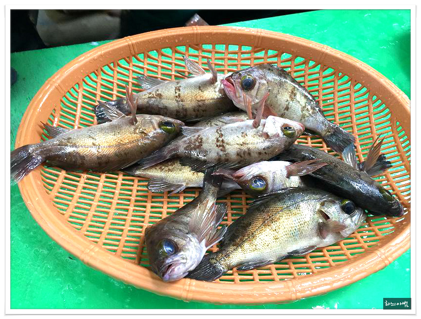 <통영/중앙시장>뽈락구이,병어돔회,멍게비빔밥,갑오징어찜,도다리지리탕..태웅관 - 전북/전주 지역 추천맛집 태웅관 후기