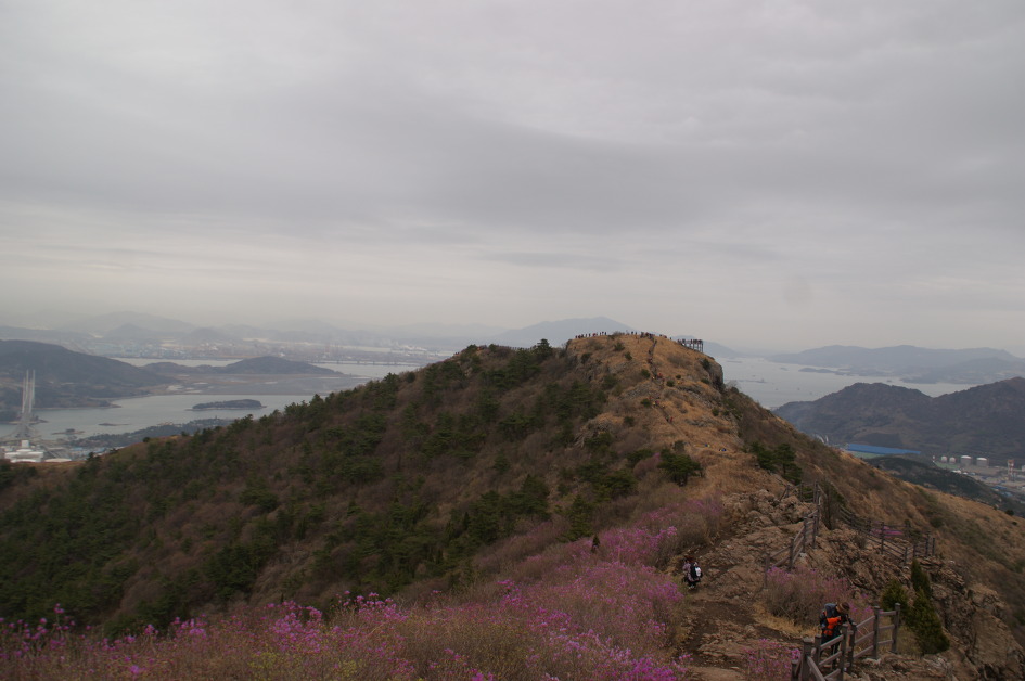 여수 영취산의 화사한 진달래에 마음을 내려 놓다(15.4.4)