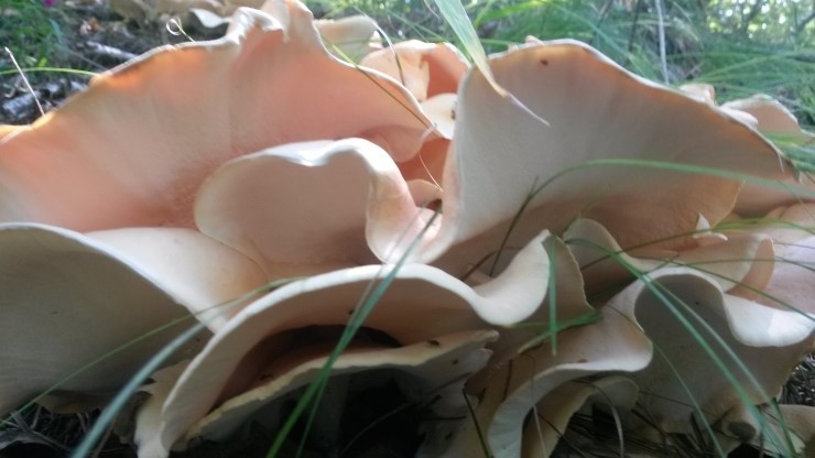 송이와다발 이미지
