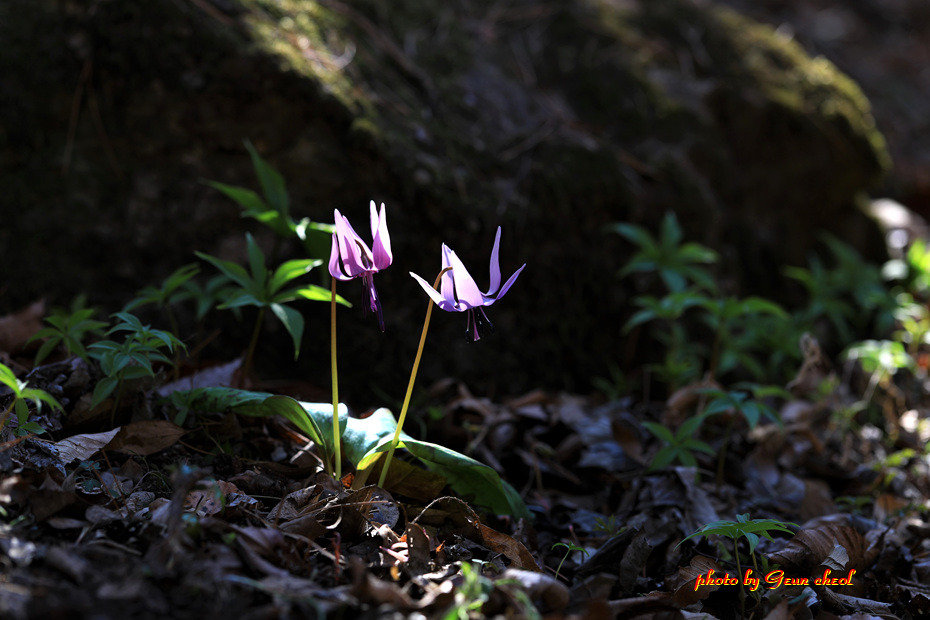 얼레지..2019.03.22