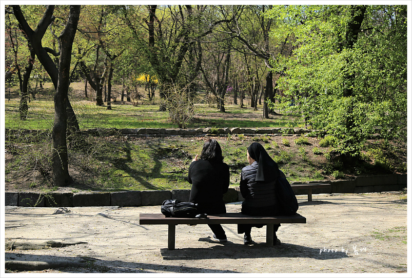 창경궁의 봄 풍경... 2019, 04, 04