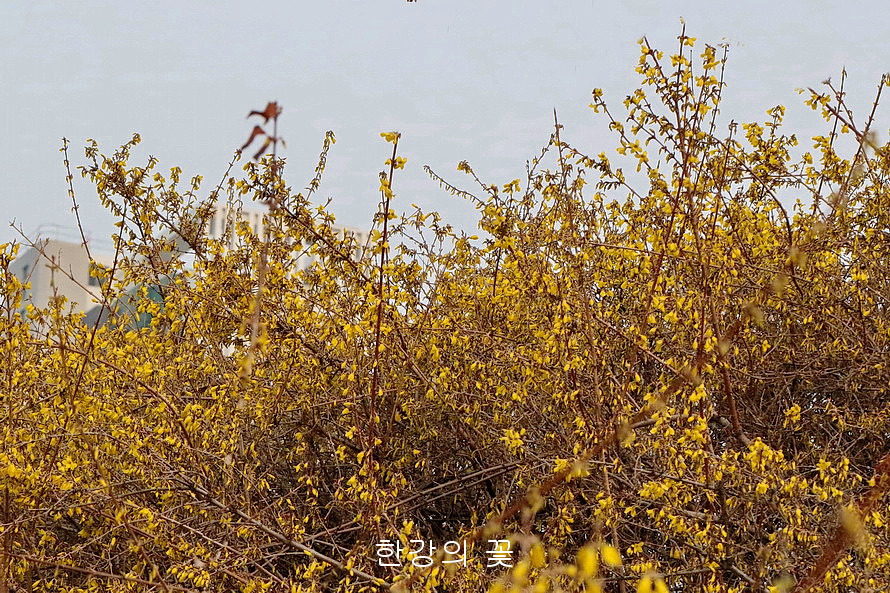개나리