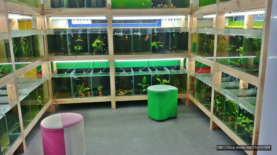 김해 아쿠아수(秀) 갤러리, 경이로운 몸 빛깔의 관상용 새우와 열대어