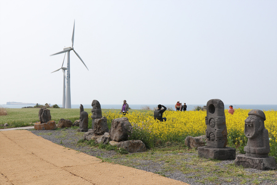 [제주 여행] 섬 전체가 청보리 물결로 가득합니다. ~ 가파도 청보리축제