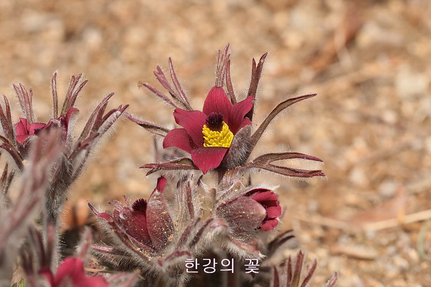 동강할미꽃