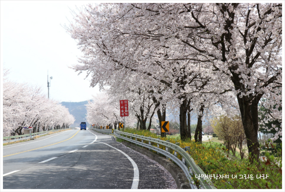 [경남 하동] 절정의 벚꽃을 만나다