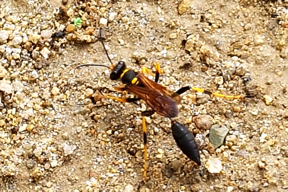 [???벌] 점호리병벌일까 / 토함