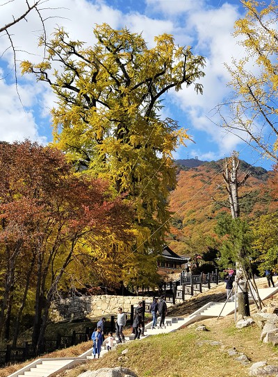 용문사 이미지