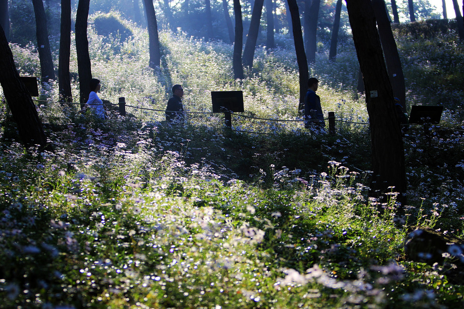 안개 낀 정읍구절초공원의 아침풍경