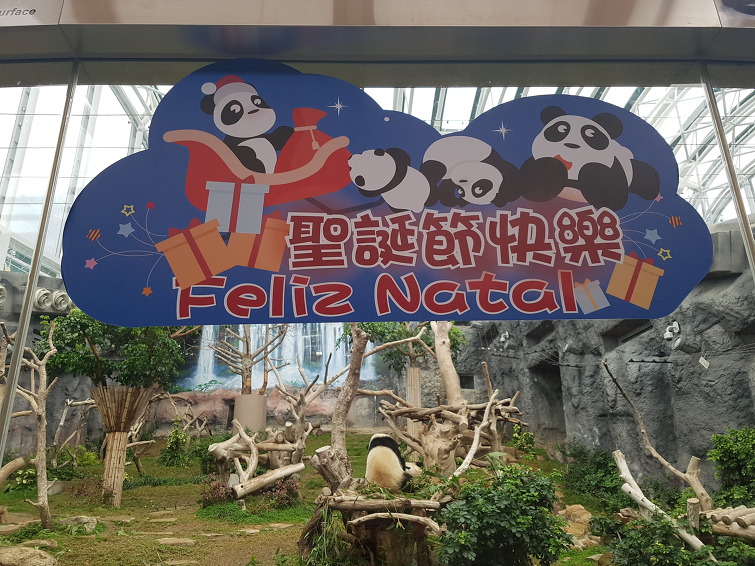 [마카오 Macao 澳门 여행] Giant Panda Pavilion 자이언트 판다 파빌리온