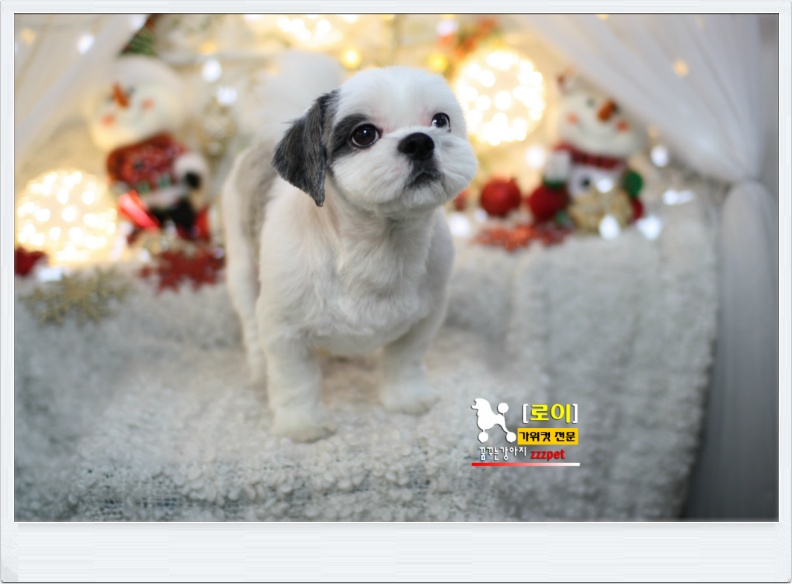 봉명동 시츄 이웃 로이!! 대전애견미용 "꿈꾸는강아지"