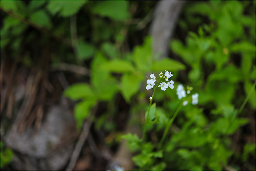 설악 서북능선의 들꽃들 Ⅱ(초본류 : 2018.05.28.)