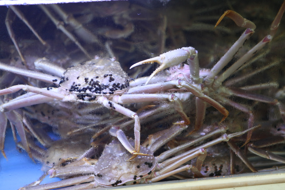 강구항