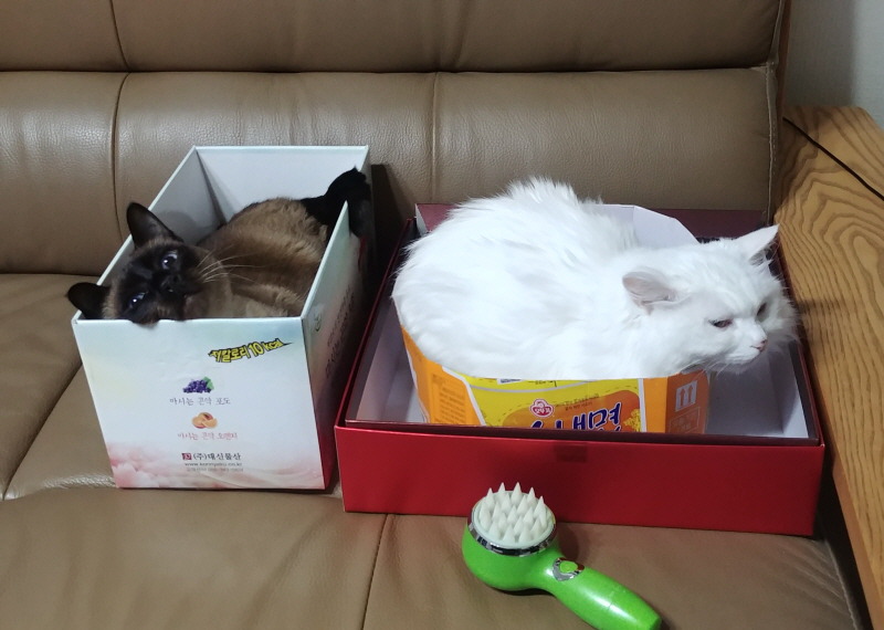 엉망이는 종량제냥이입니다.