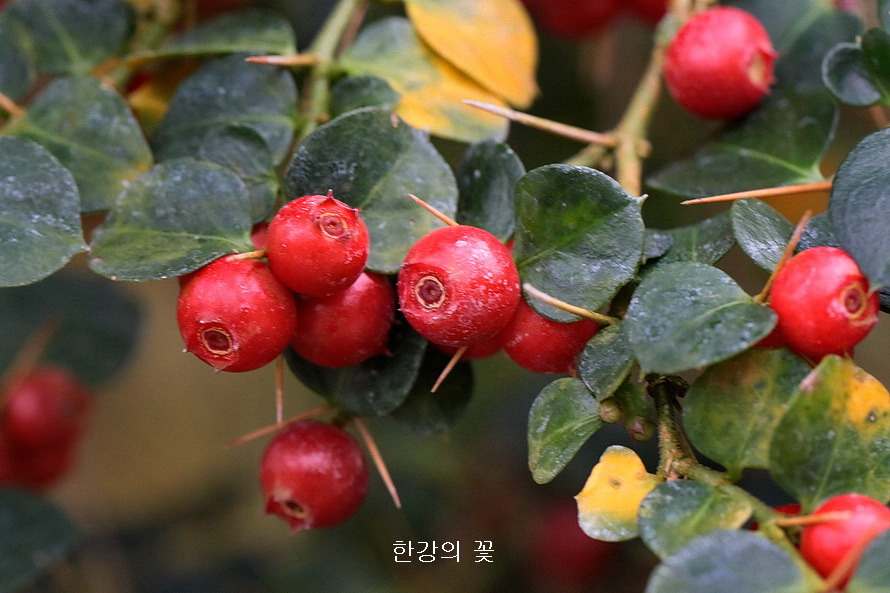 호자나무 열매