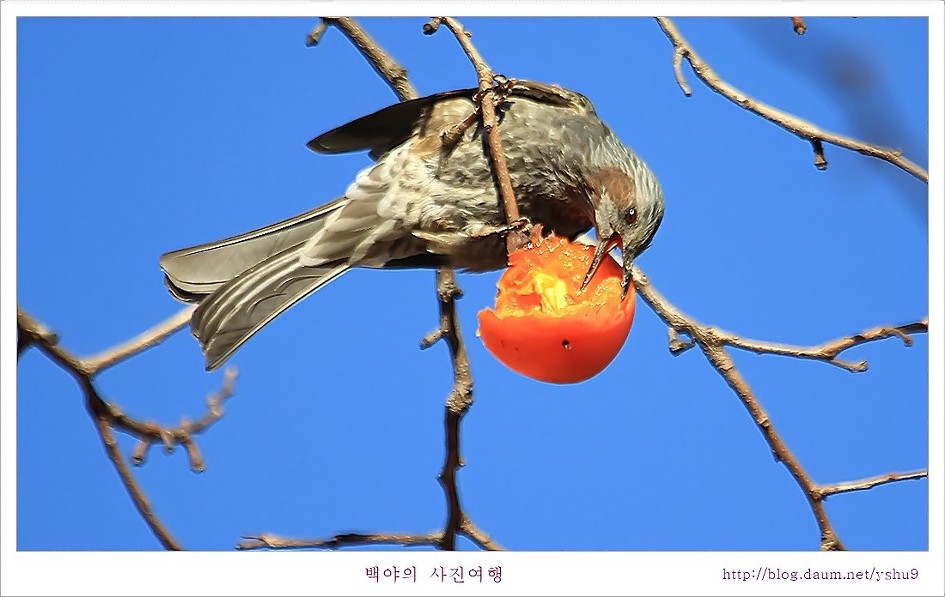 감나무 홍시에 맛드린 박새와 직박구리