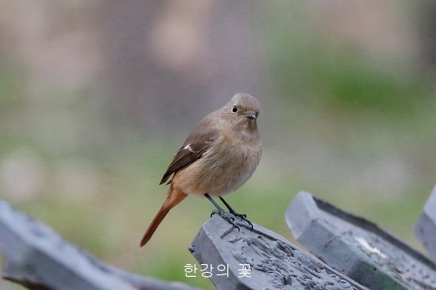 딱새(암컷)