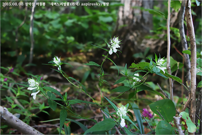 현삼과 며느리밥풀(Melampyrum : 메람피룸)속 알아보기