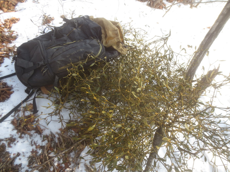 오래간 만에 다녀온 표고버섯 산행기